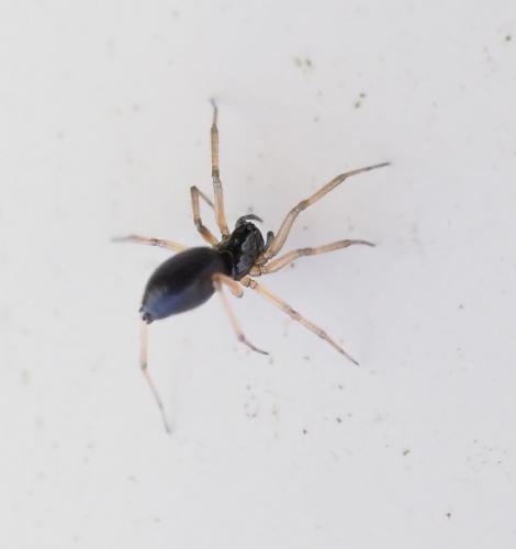 Diplocephalus graecus
